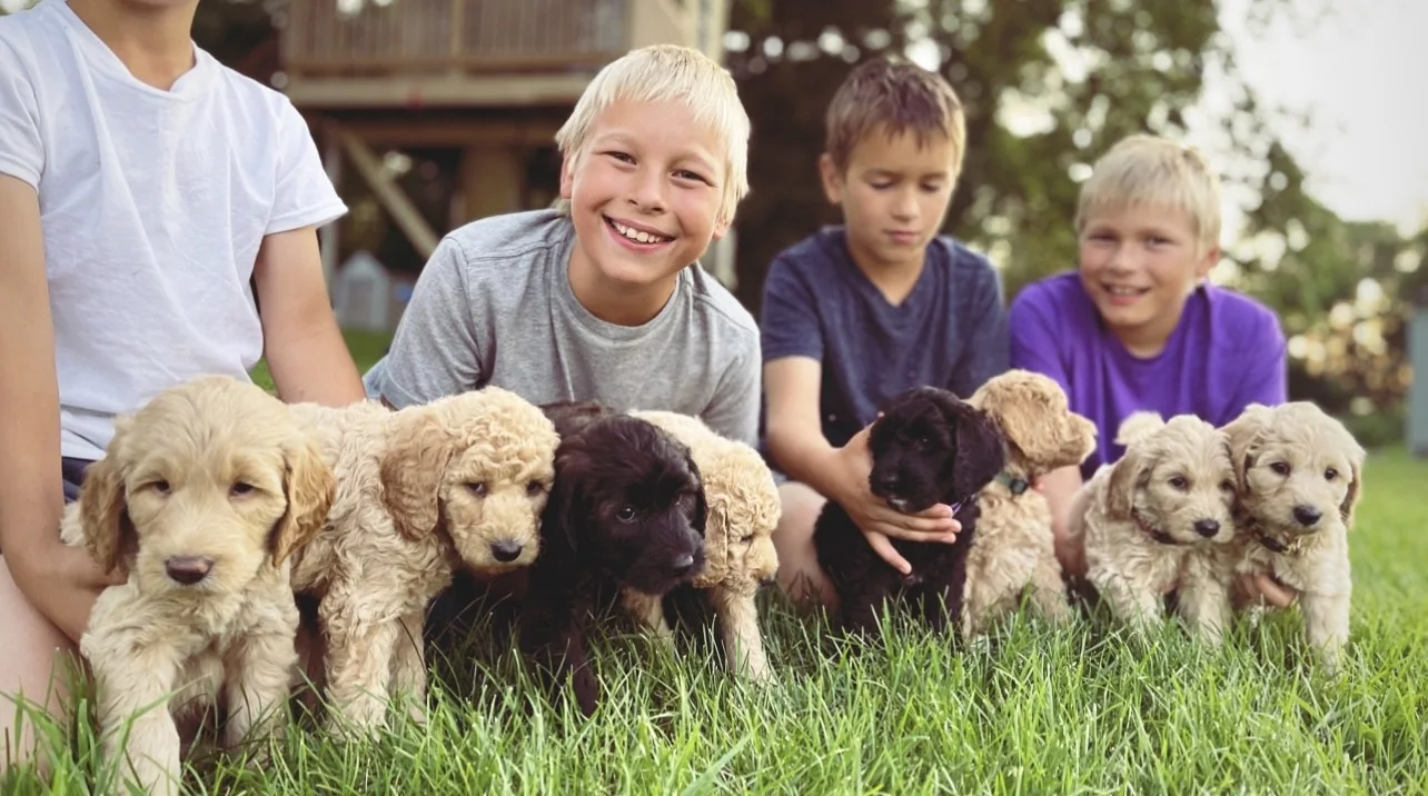 Children with a litter of Goldendoodle puppies outdoors