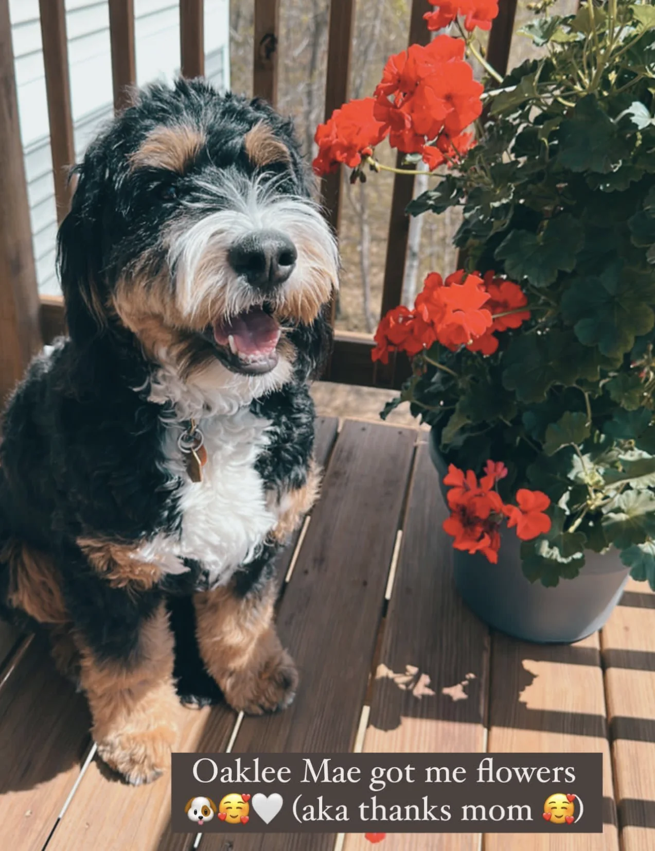 A Bernedoodle beside red flowers on a porch