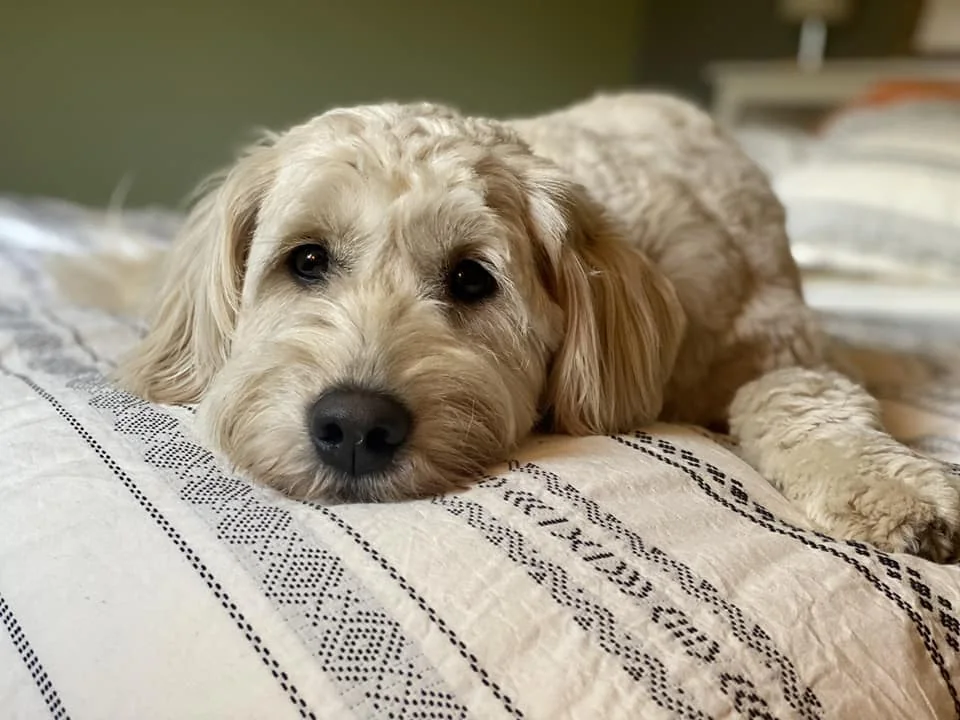 A cream Goldendoodle resting on a blanket