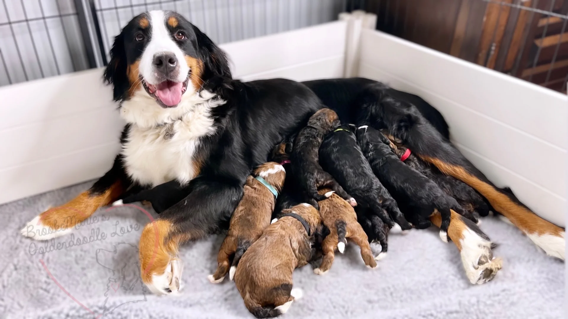 A Bernedoodle mother with her newborn puppies