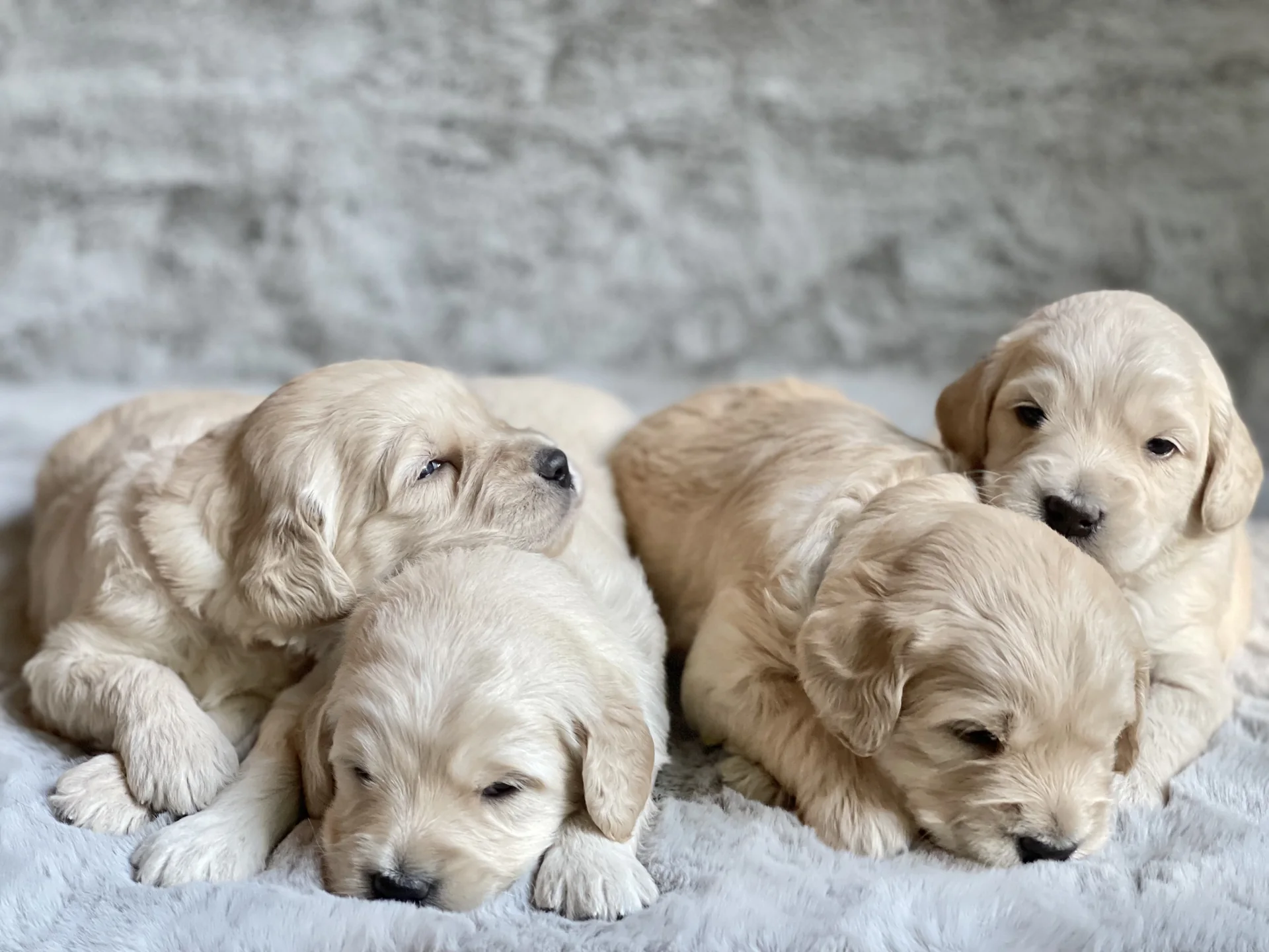 Cream Goldendoodle puppies resting together