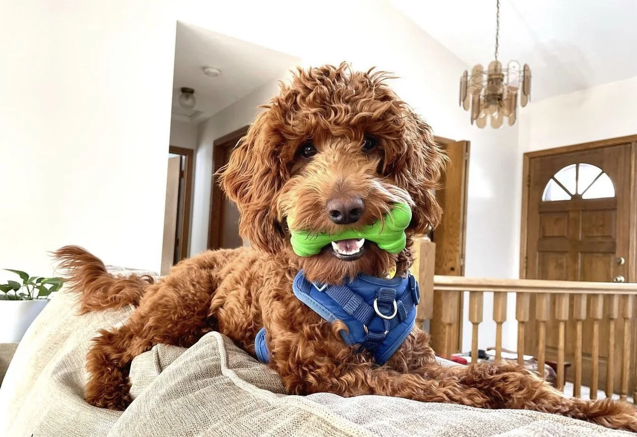 A red Goldendoodle puppy holding a green toy