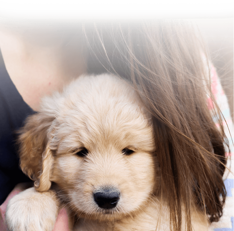 goldendoodle puppies midwest