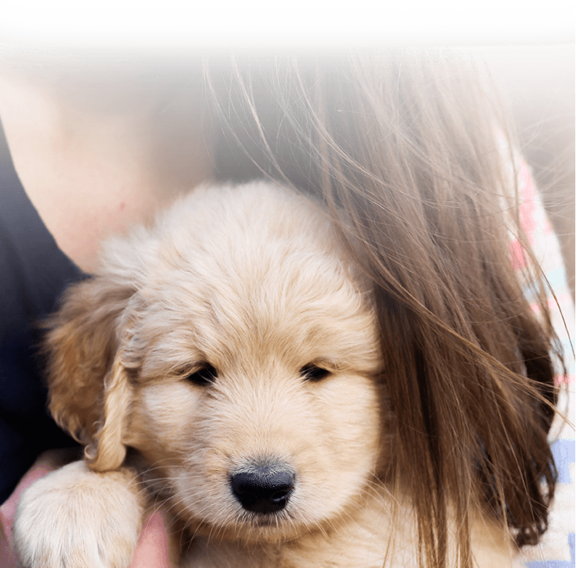 mission_bg Goldendoodle Love