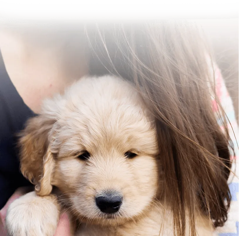 mission_bg Goldendoodle Love