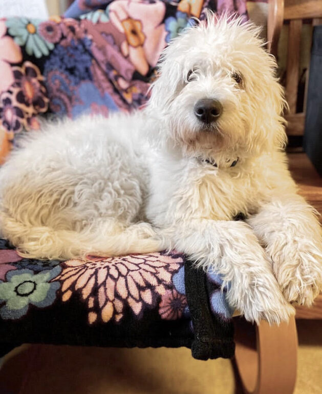 Upcoming Litters - BrookeMarie's - Our Goldendoodle & Bernedoodle Pups