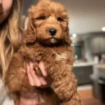 mini red