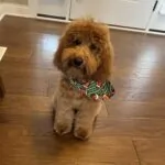past puppy grown up