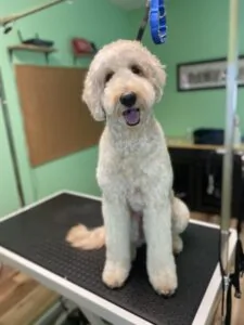 a-groomers-guide-to-doodle-owners-v0-r23jclw8hr4c1