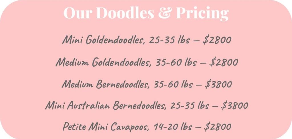 doodle breeds & prices updated summer 2025