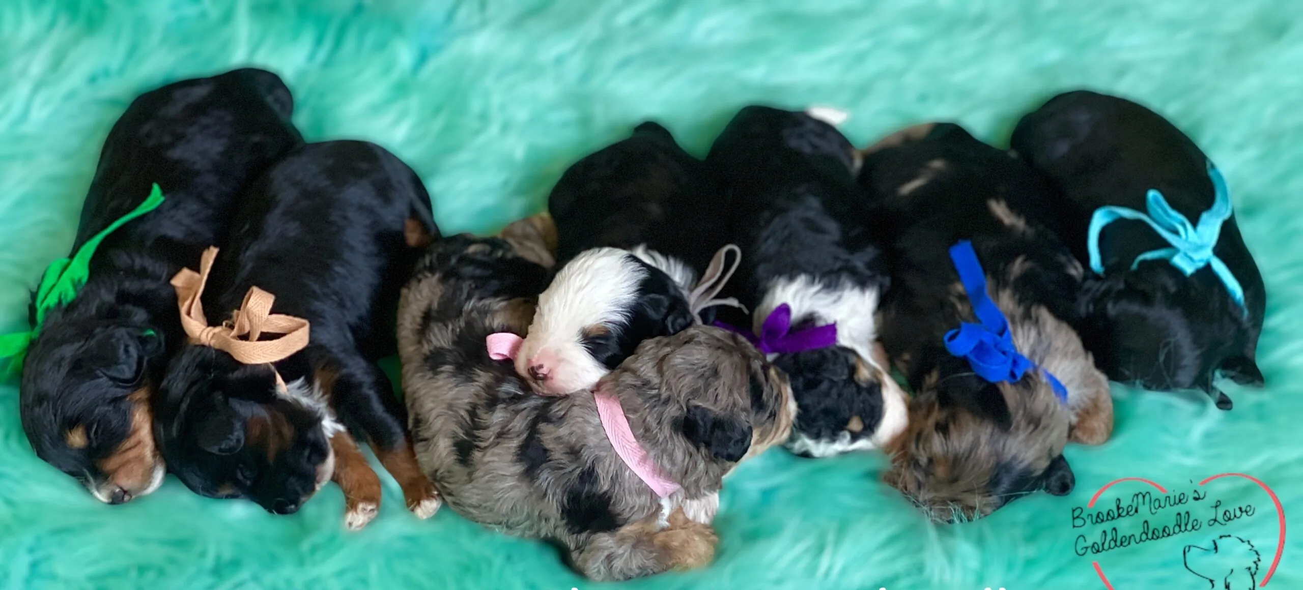 Our Bernedoodles