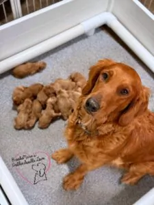 Timber & babies.