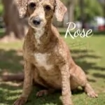 Mama Rose, AKC Mini Poodle