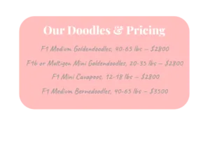Doodles and pricing 2026