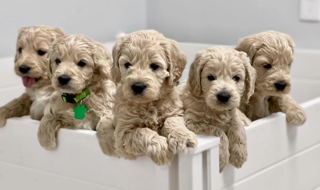 Reserve Your Puppy