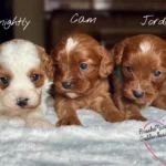cavapoo boys
