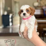 cavapoo girl