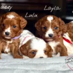 cavapoo girls