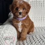 cavapoo lacey
