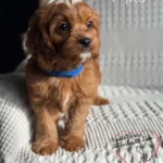 cavapoo milo